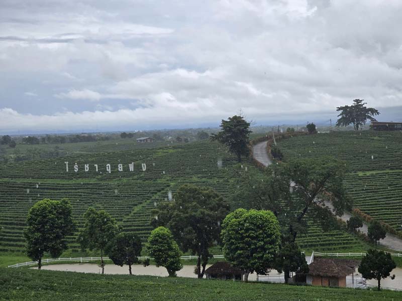 เที่ยวไร่ชาฉุยฟง