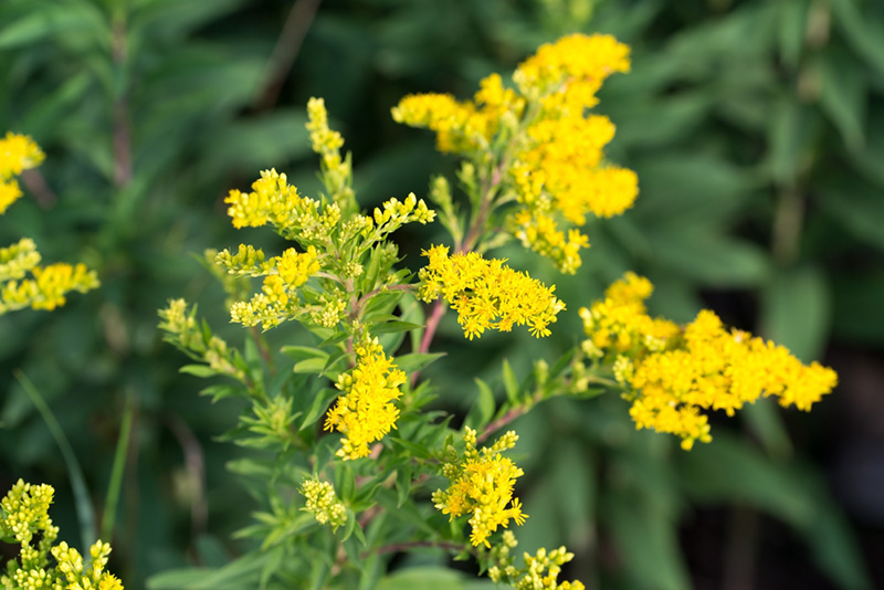 ดอกสร้อยทอง