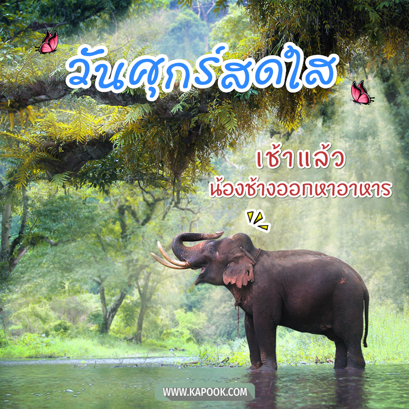 รูปสวัสดีวันศุกร์ เช้าแล้ว น้องช้างออกหาอาหาร