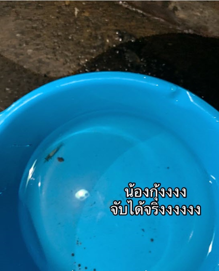 ปลาในท่อ