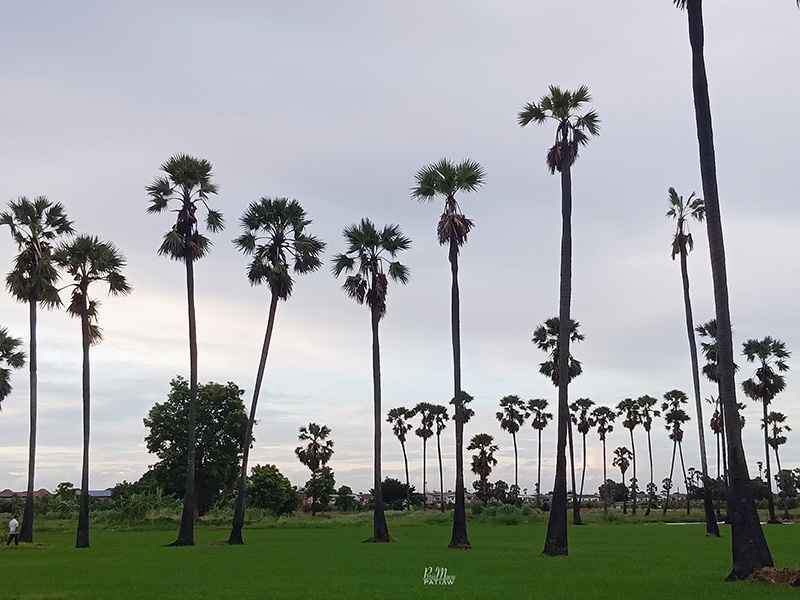 จุดชมวิวดงตาลสามโคก