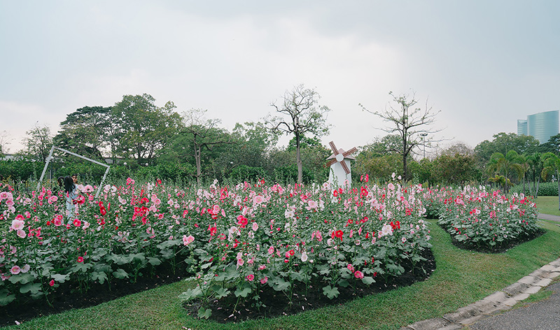 ทุ่งดอกฮอลลี่ฮ็อค สวนจตุจักร