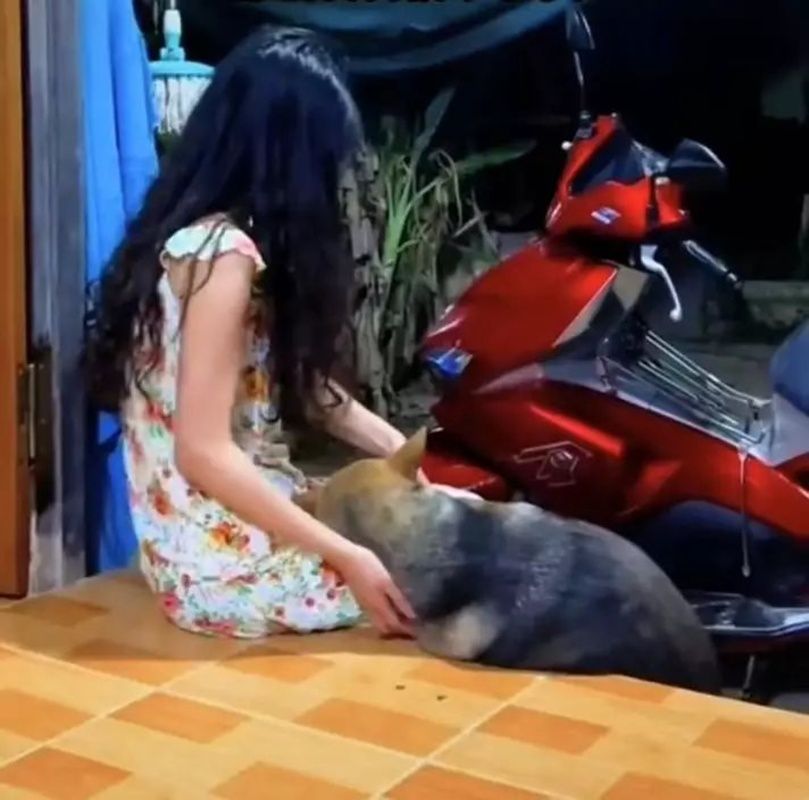 สาวแต่งงานย้ายที่อยู่ใหม่ สุนัขบ้านเกิดคิดถึง เดินไกลไปหา 10 กม.