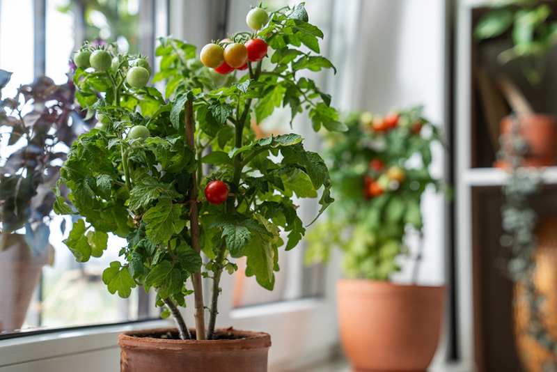 มะเขือเทศ