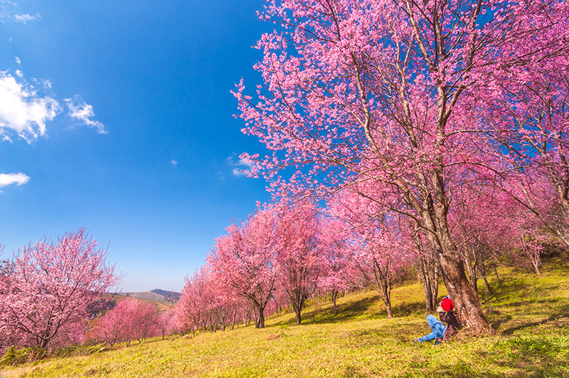 ภูลมโล นางพญาเสือโคร่ง