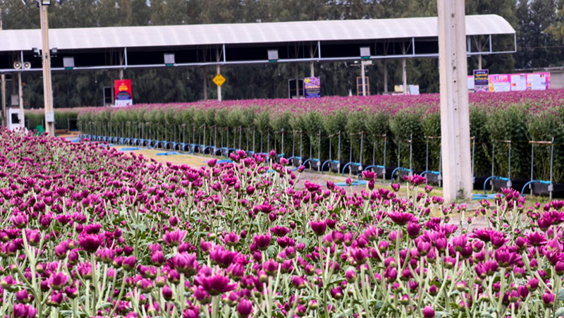  ทุ่งสวรรค์ ตะวันฉาย 2568-2569 วัดพระธรรมกาย