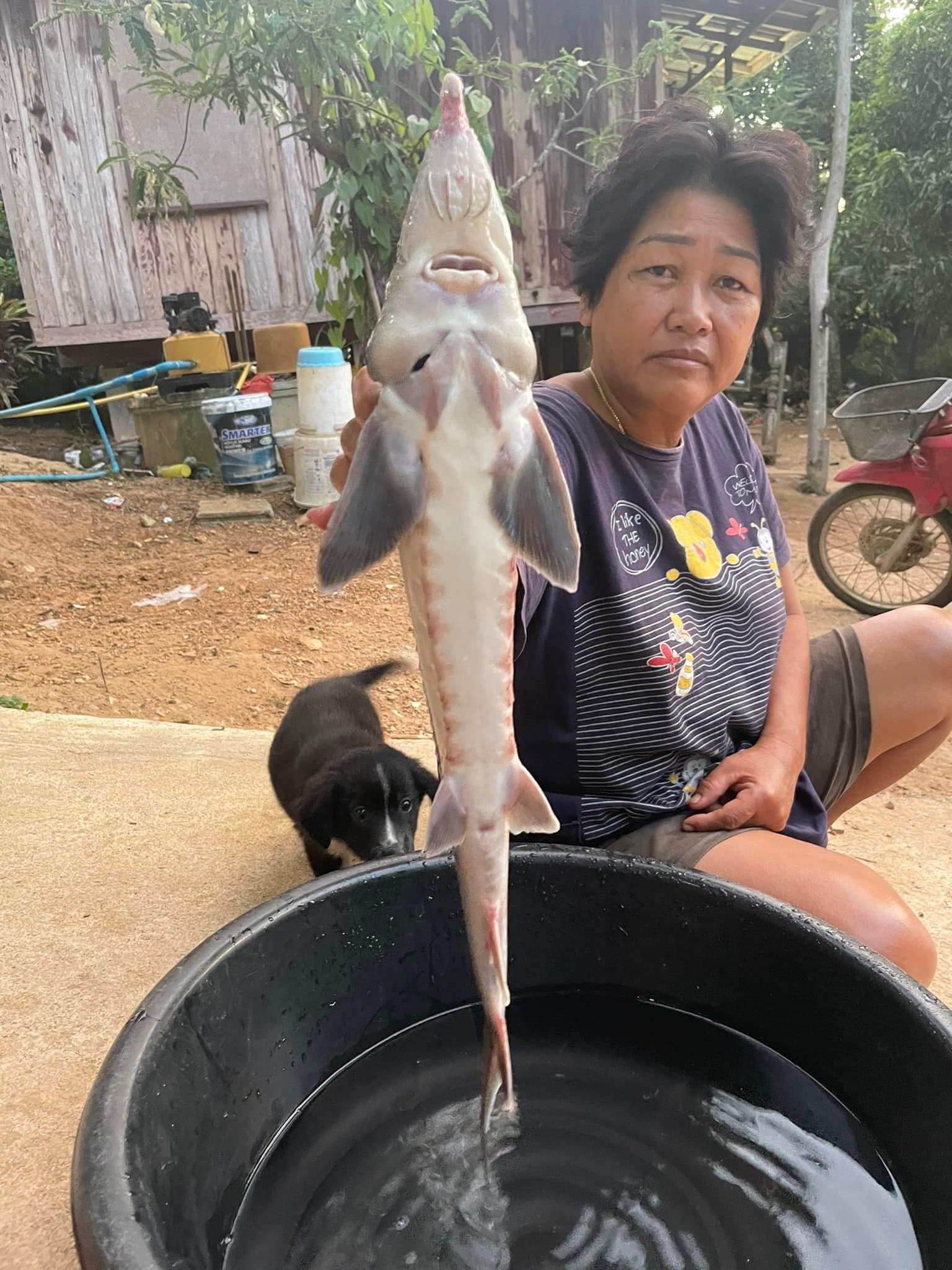 ปลาประหลาด