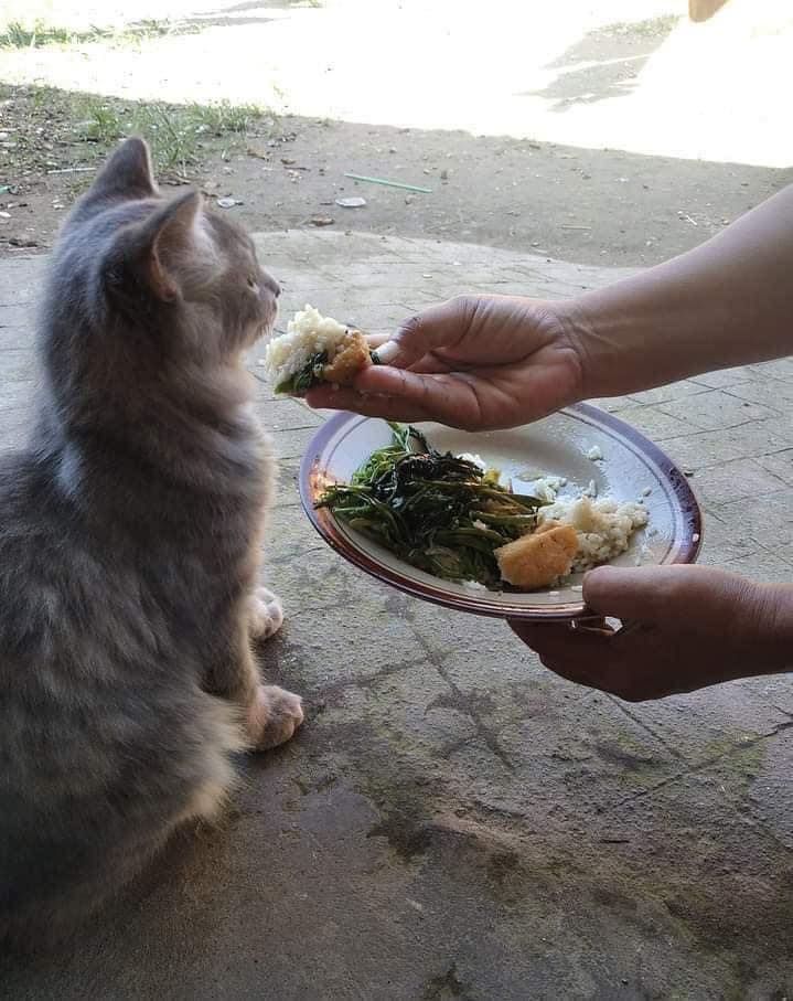 ป้อนข้าวแมว