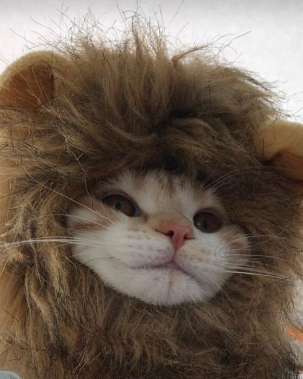 แมวเซเลบ