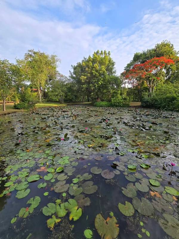 บ้านสวน ป้าจิ๊ อัจฉราพรรณ