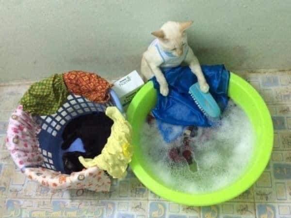 ทำงานบ้าน