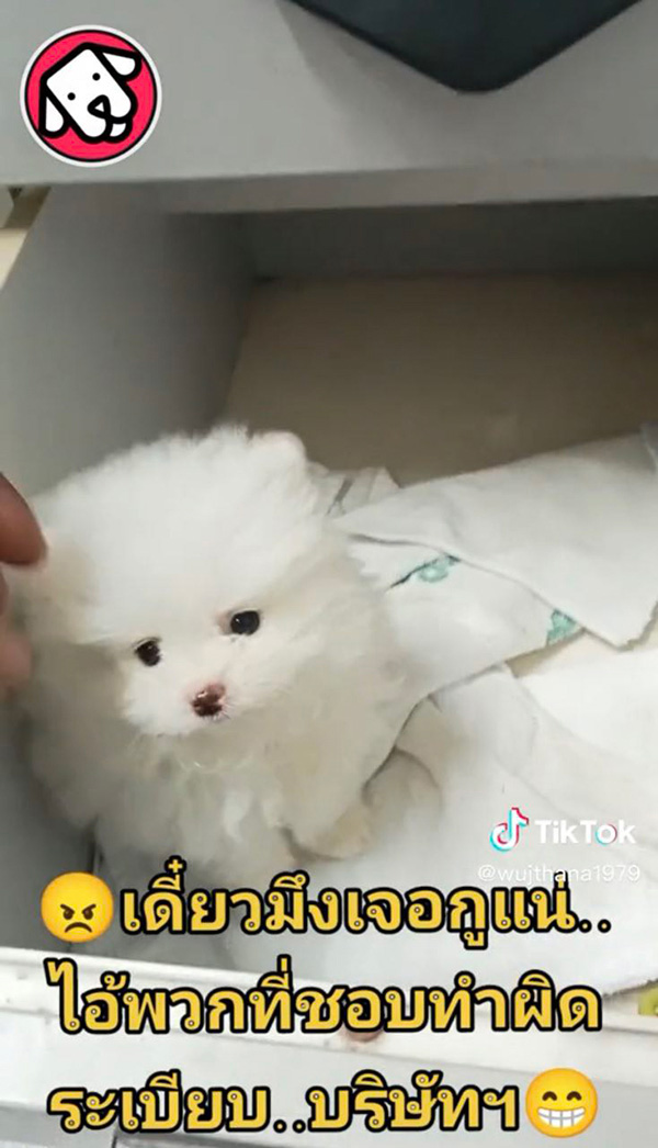หนุ่มทรงโหด แฉคนทำผิดกฎ แอบเอาหมามาเลี้ยงที่ทำงาน 