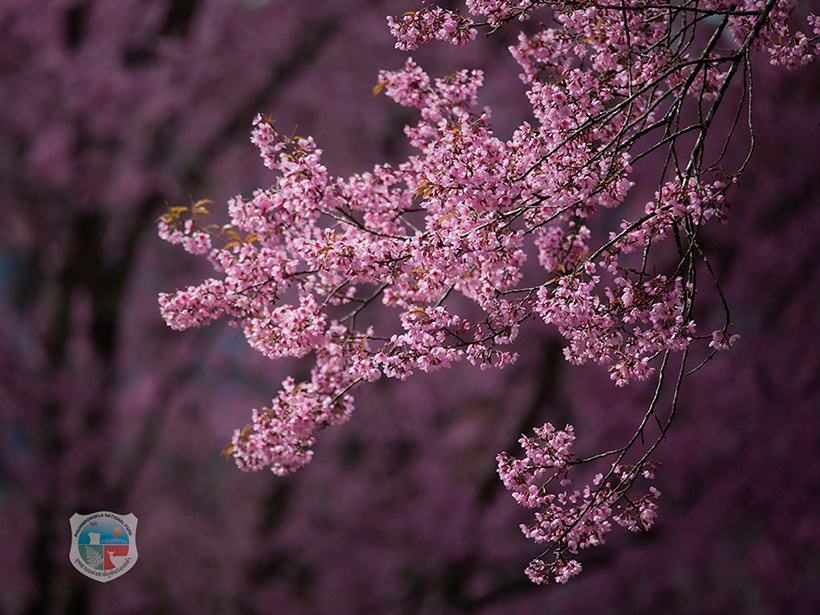 ภูลมโล 2569