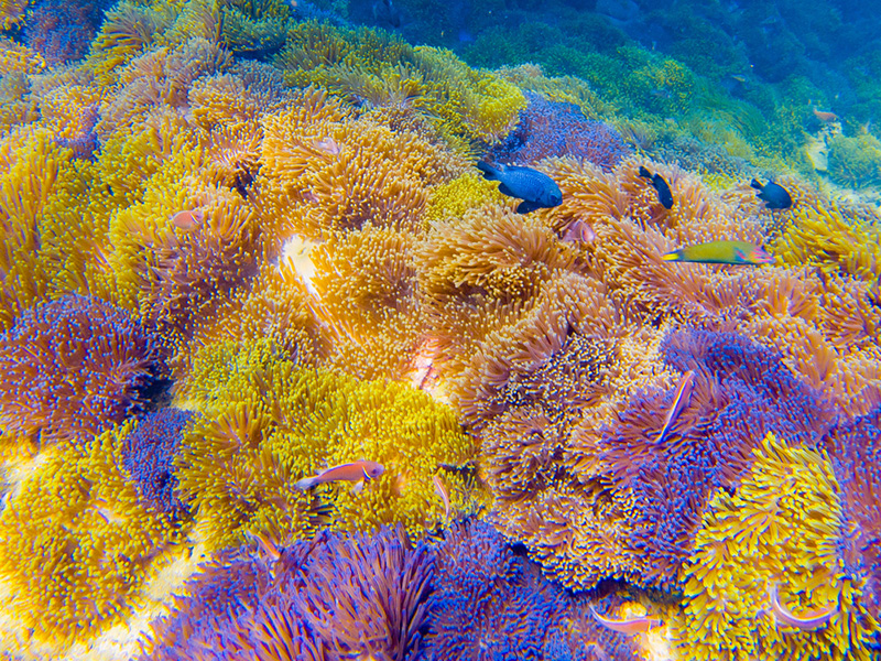 ดำน้ำที่ไหนดี ปี 2568 ? เกาะร้านเป็ดร้านไก่ จังหวัดชุมพร