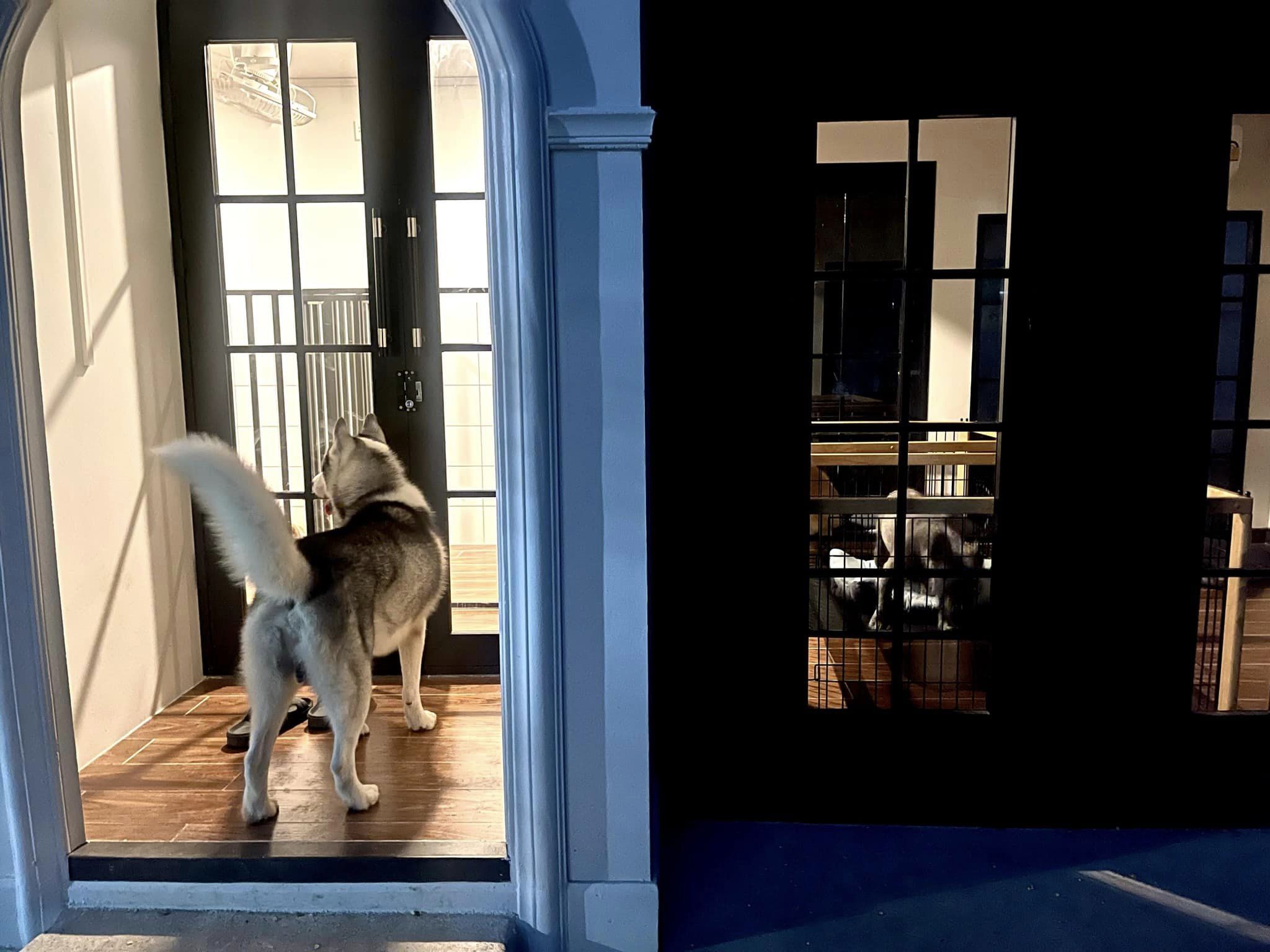 บ้านหมา