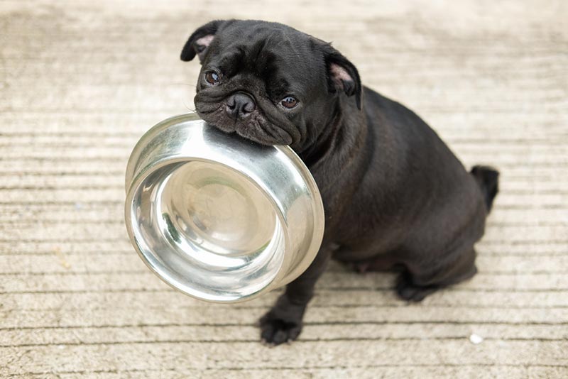 5 วิธีเลือกอาหารสุนัขให้เหมาะกับวัย แบ่งตามช่วงอายุง่าย ๆ  เจ้าตูบได้ประโยชน์เต็ม ๆ
