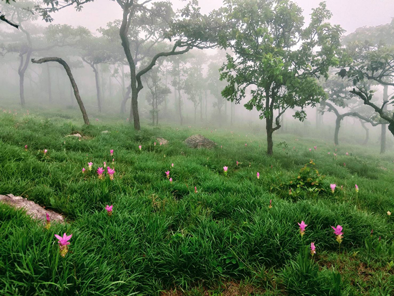 ดอกกระเจียว