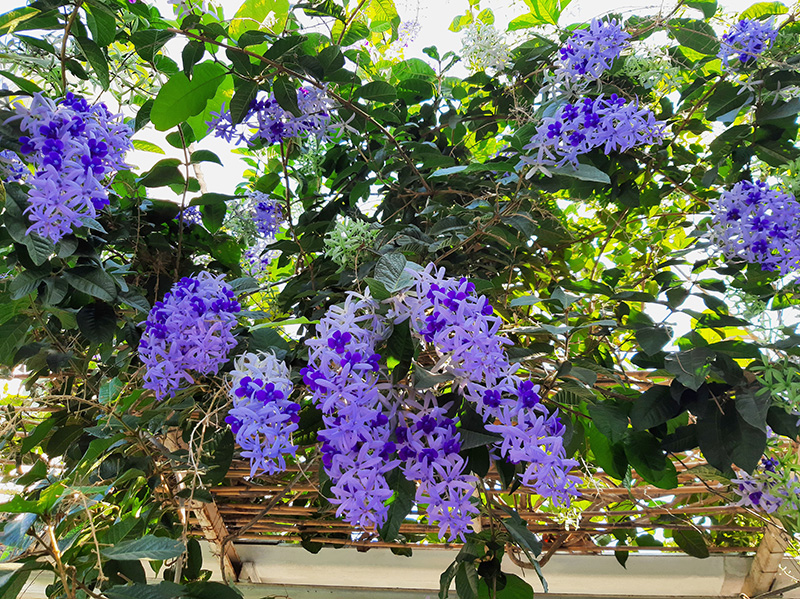 ต้นไม้ดอกสีม่วง ต้นพวงคราม