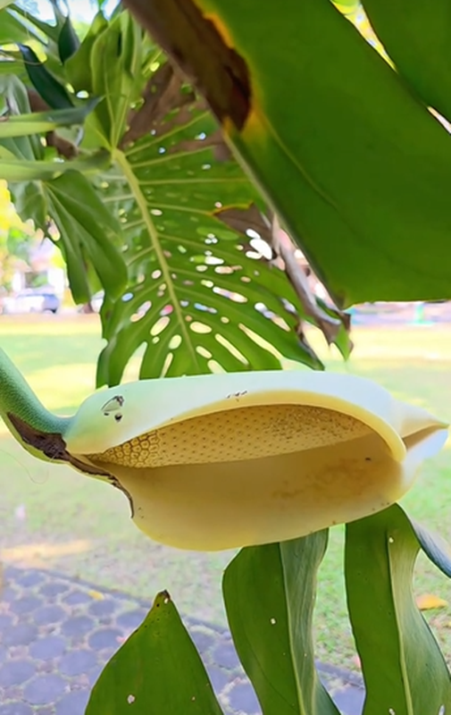 จอย รินลณี รีวิวกินผลมอนสเตอร่า