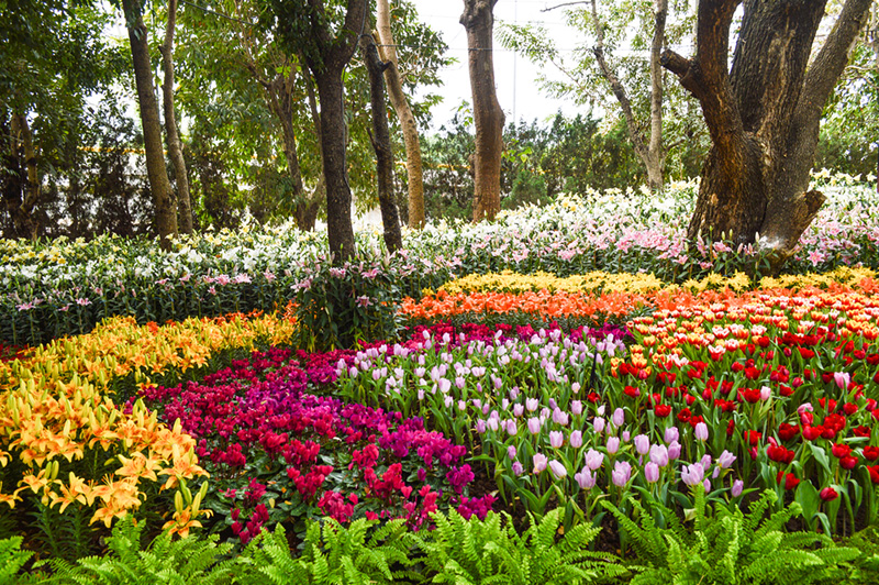 เชียงรายดอกไม้งาม ครั้งที่ 17 และดนตรีในสวน เตรียมบานสะพรั่งรับหนาว