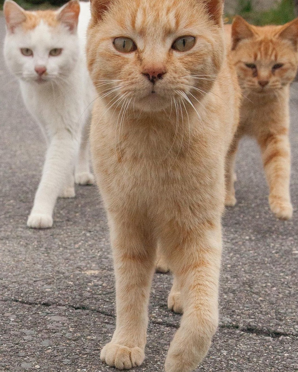 แมวจรญี่ปุ่น