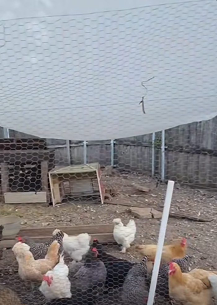 ยายหนิง เล่าเรื่องครอบครัว อพยพมาอเมริกา 40 ปี 