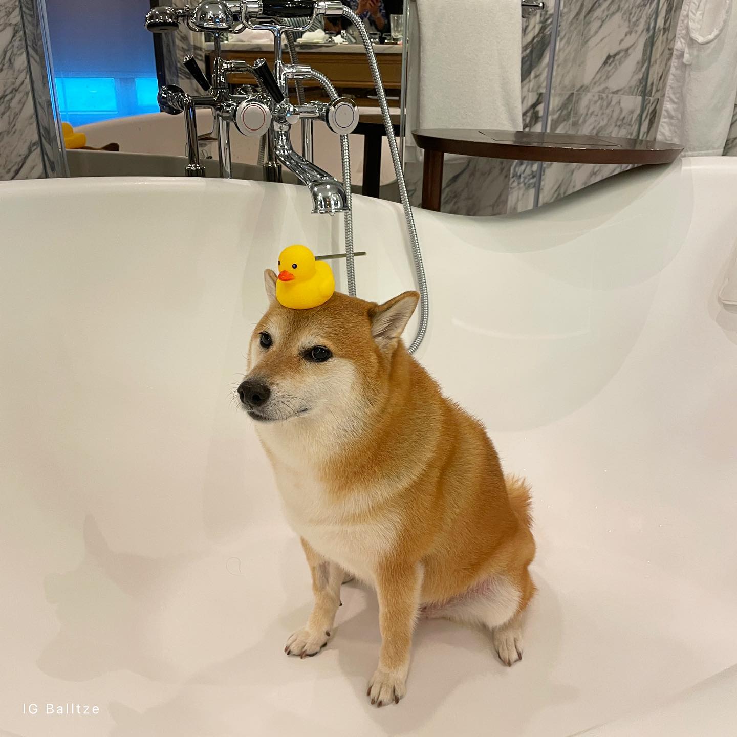 หมาชิบะเจ้าของมีมดัง