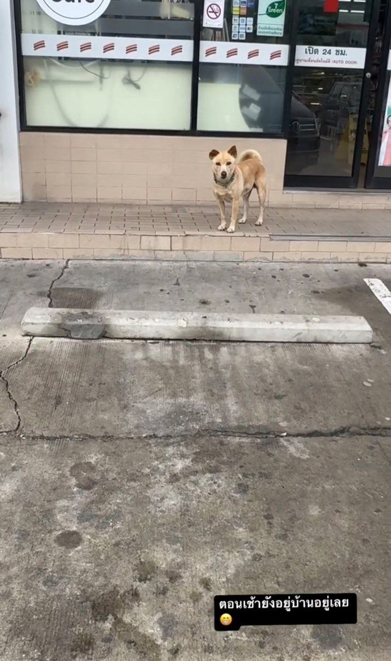 คุณชายถั่ว หมาอั้ม พัชราภา