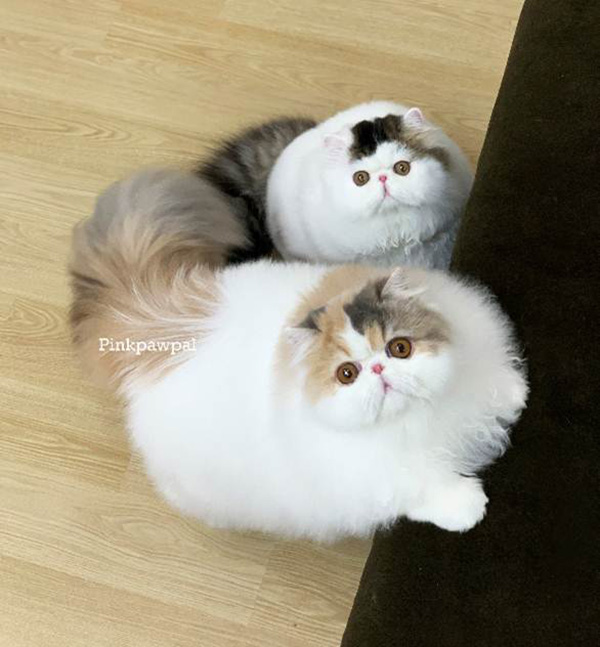  เปอร์เซีย 