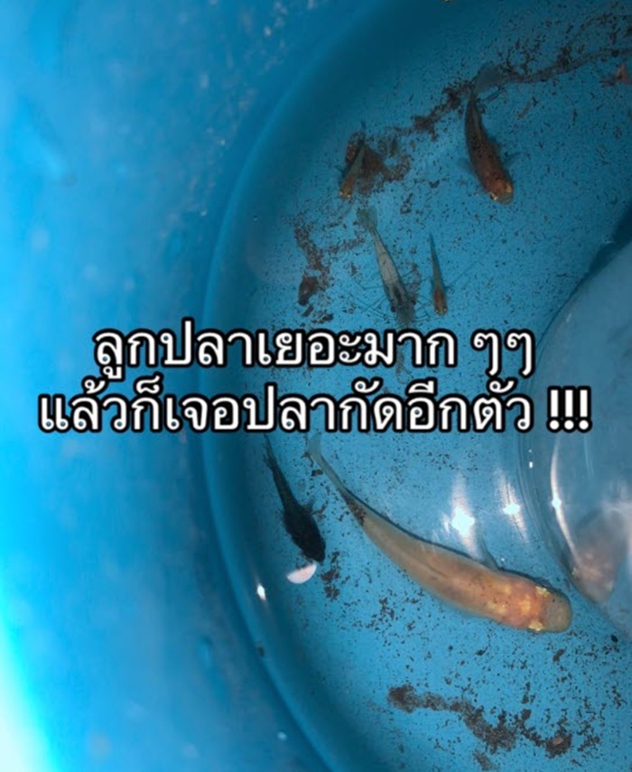 ปลาในท่อ
