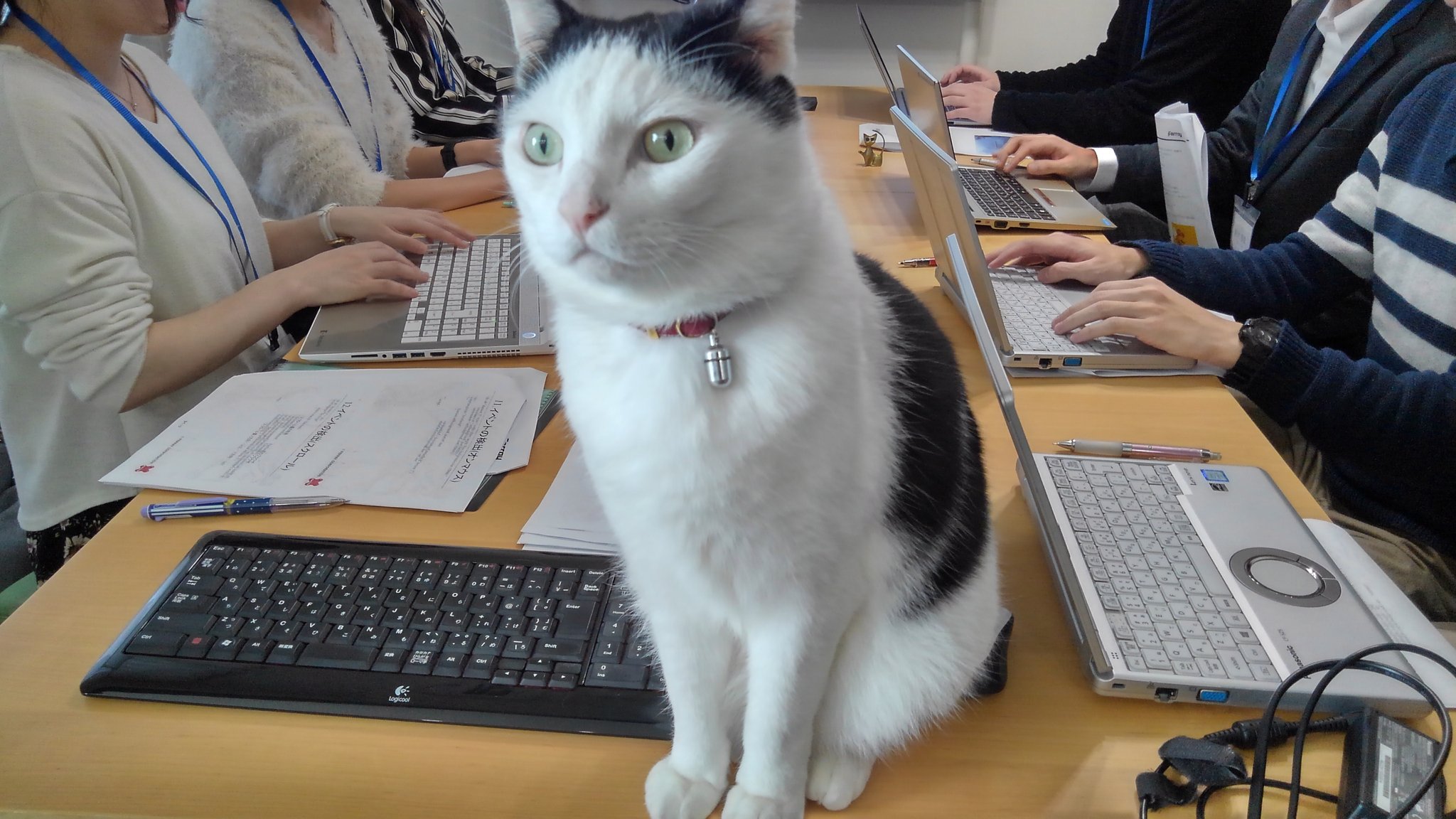 แมวออฟฟิศ