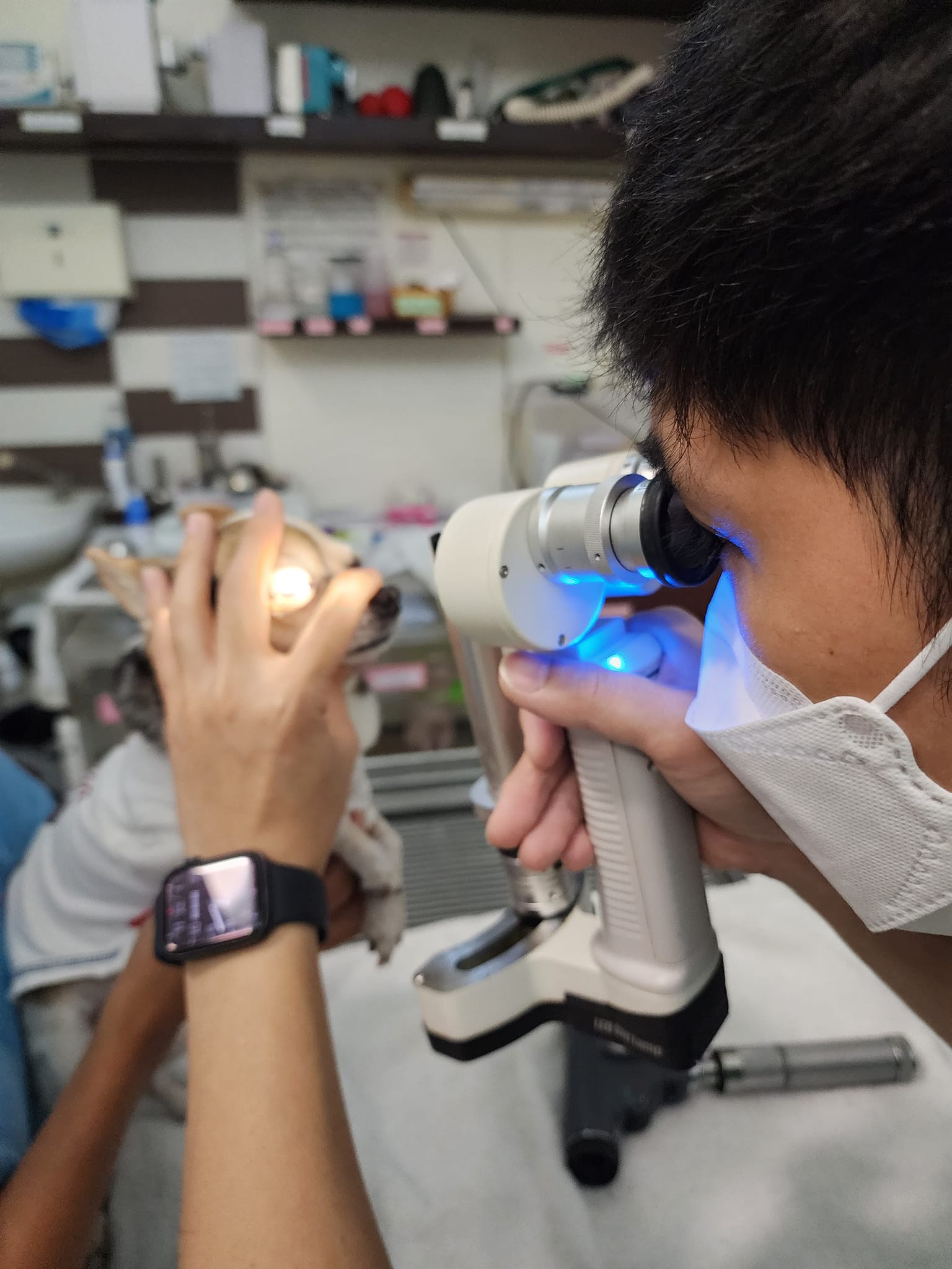 ตรวจสขุภาพตาสุนัข