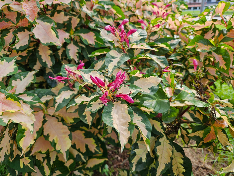 ต้นใบเงิน