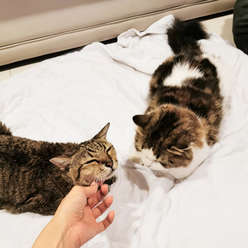 ดาราหญิงชอบเลี้ยงแมว