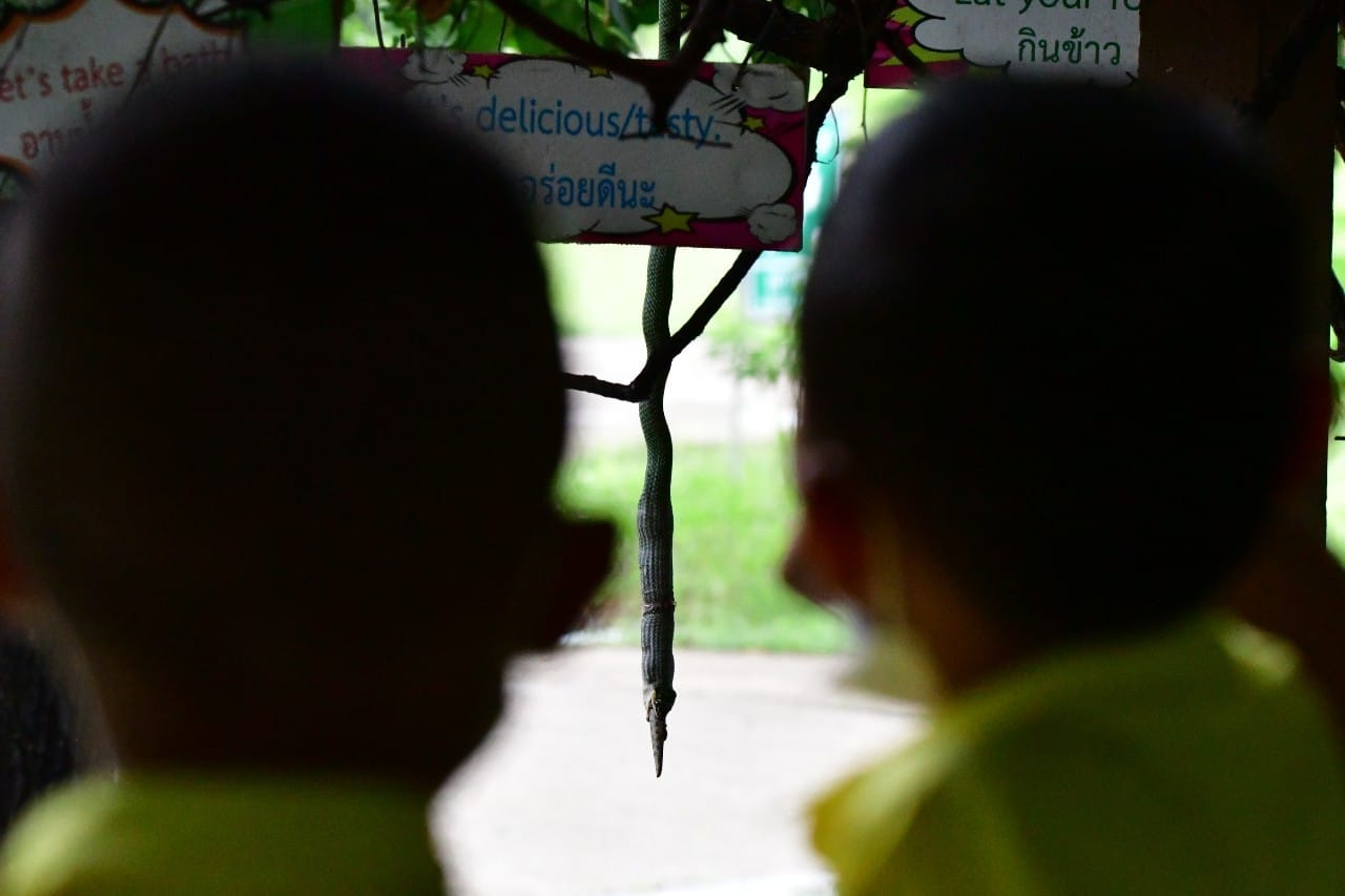 งูเขียว ตุ๊กแก