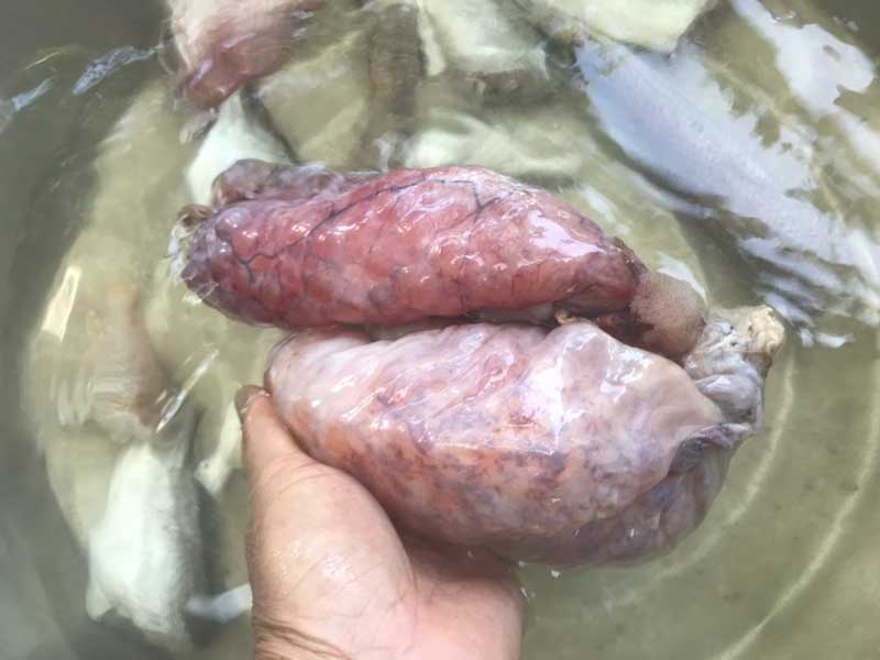 แกงเหลืองไข่ปลาริวกิวผักรวม