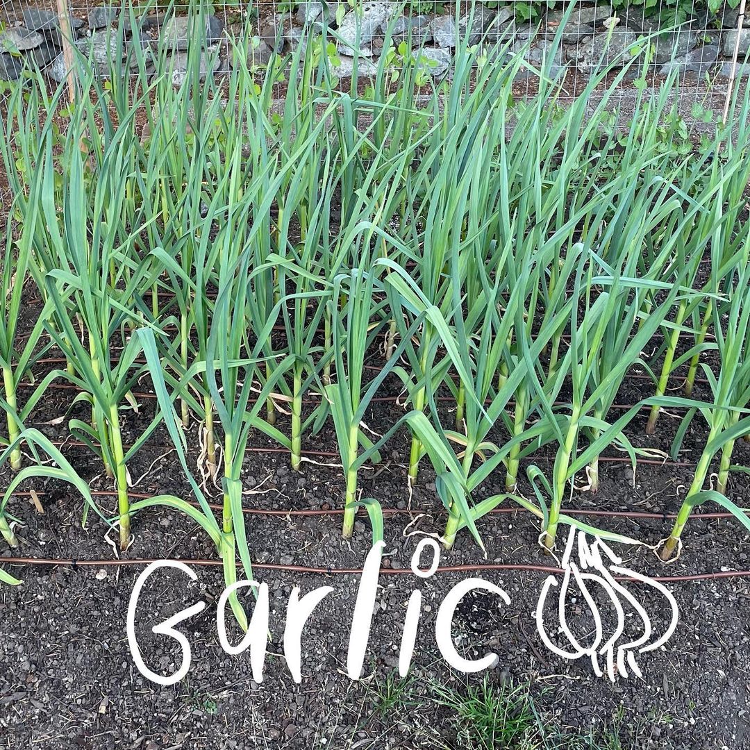 อุ้ม สิริยากร