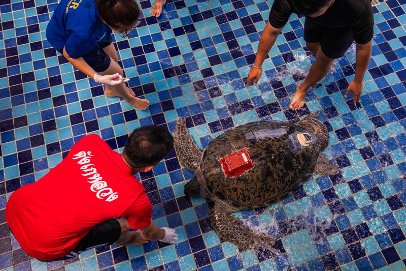 คุณปู่เต่าตนุเป้แดง