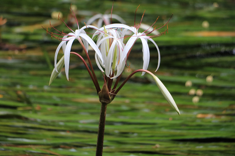 พลับพลึงธาร ราชินีแห่งสายน้ำ พังงา