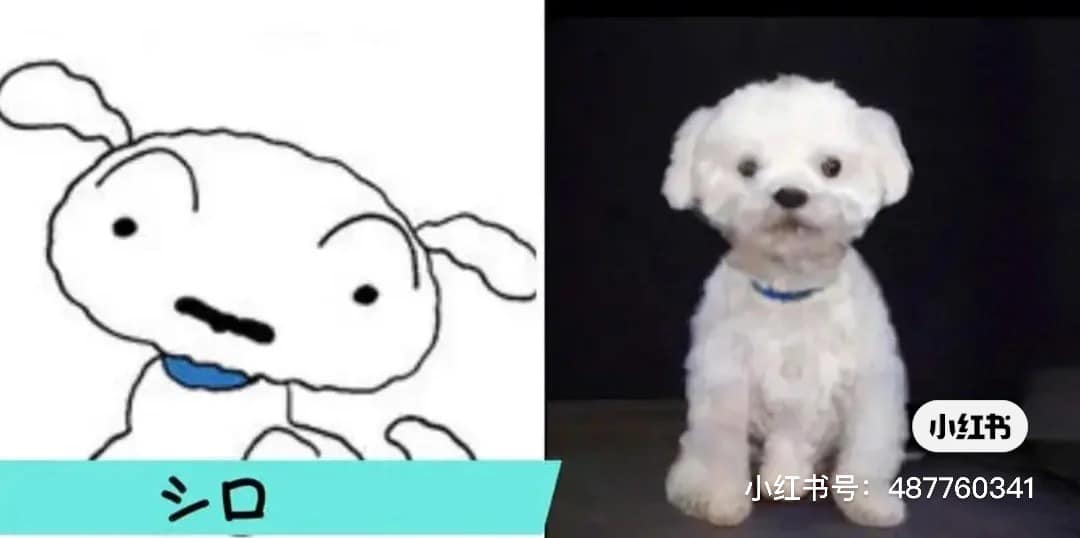 ชินจังจอมแก่น