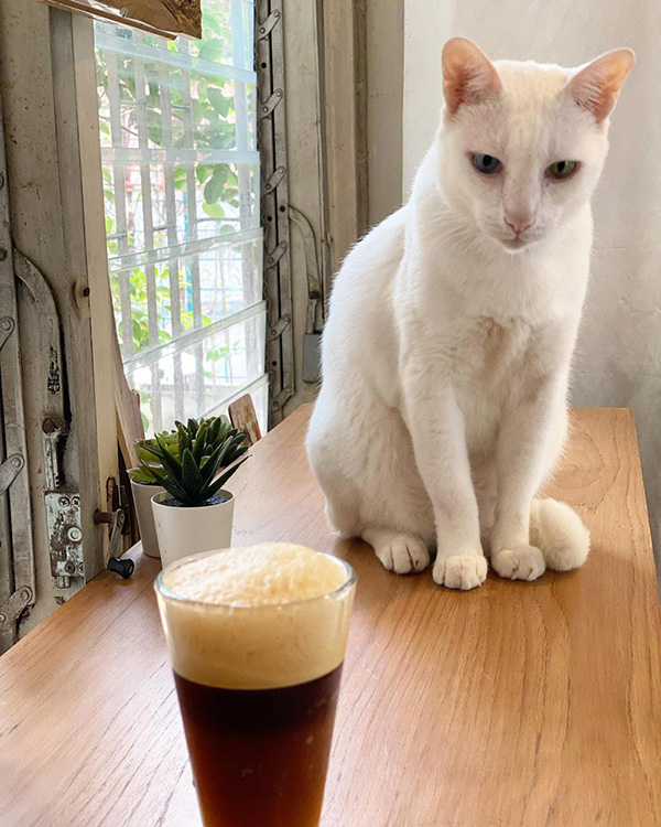 คาเฟ่แมว