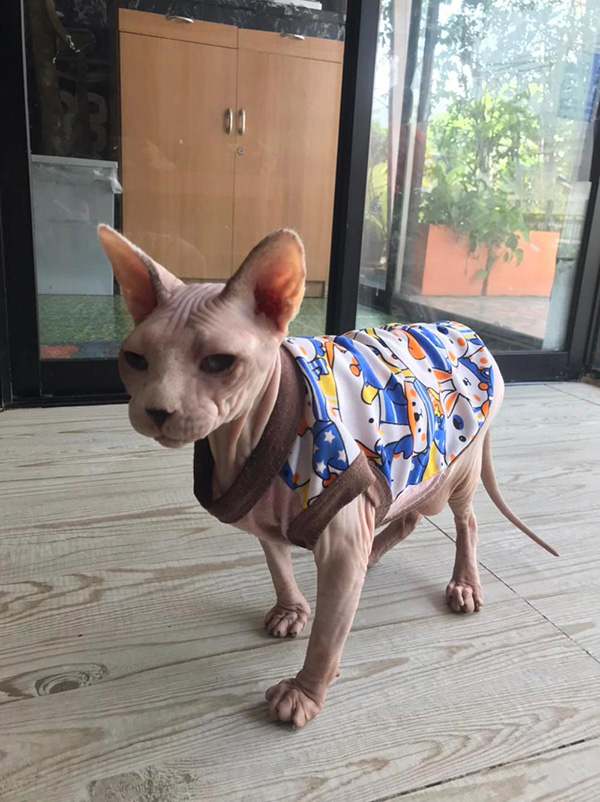 คาเฟ่แมว