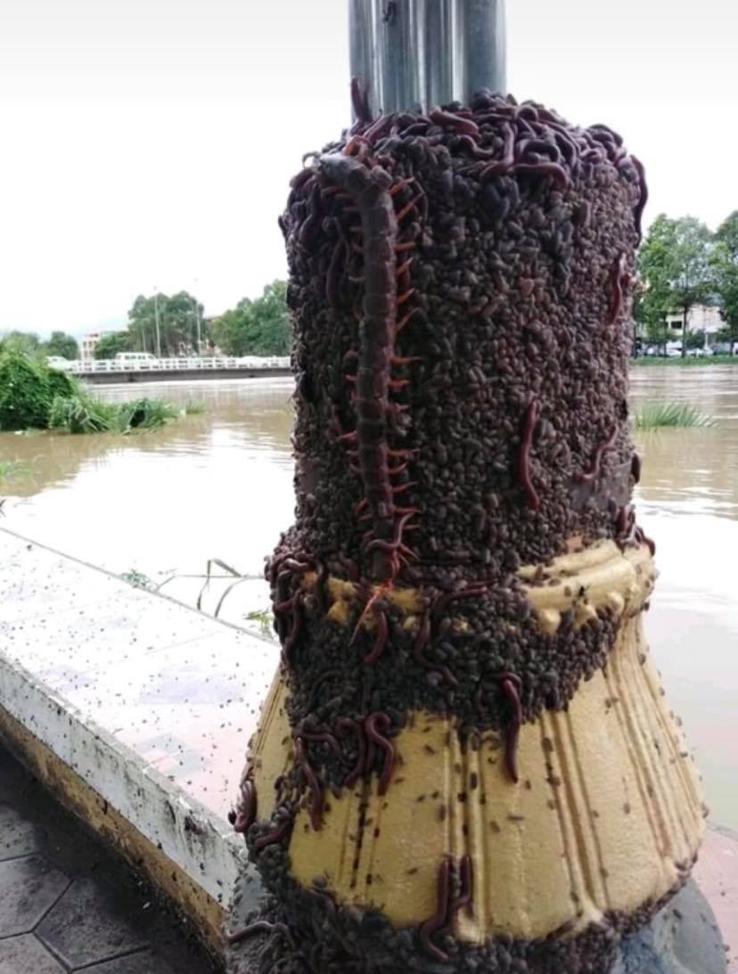 ตะขาบหนีน้ำท่วม