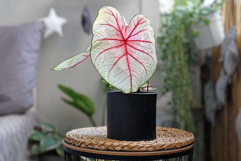 บอนสี