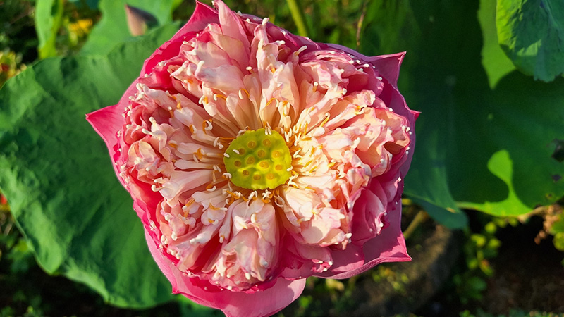 บุปผาราชินี สัตบงกช