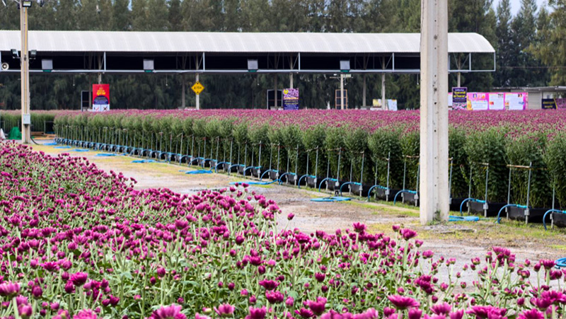 ทุ่งสวรรค์ ตะวันฉาย 2568-2569 วัดพระธรรมกาย