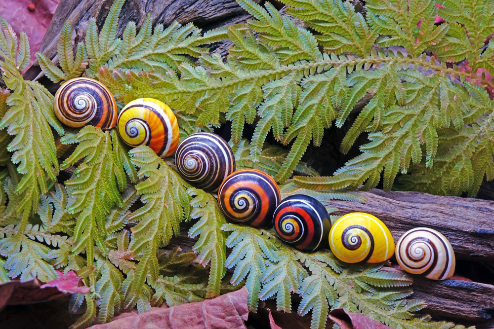 หอยทากคิวบา