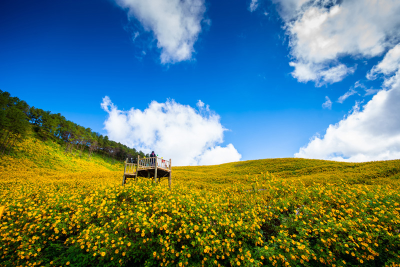 ทุ่งดอกบัวตอง 2568 ทุ่งดอกบัวตอง ดอยแม่อูคอ