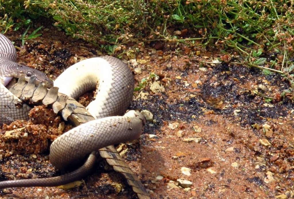 งูกินจระเข้