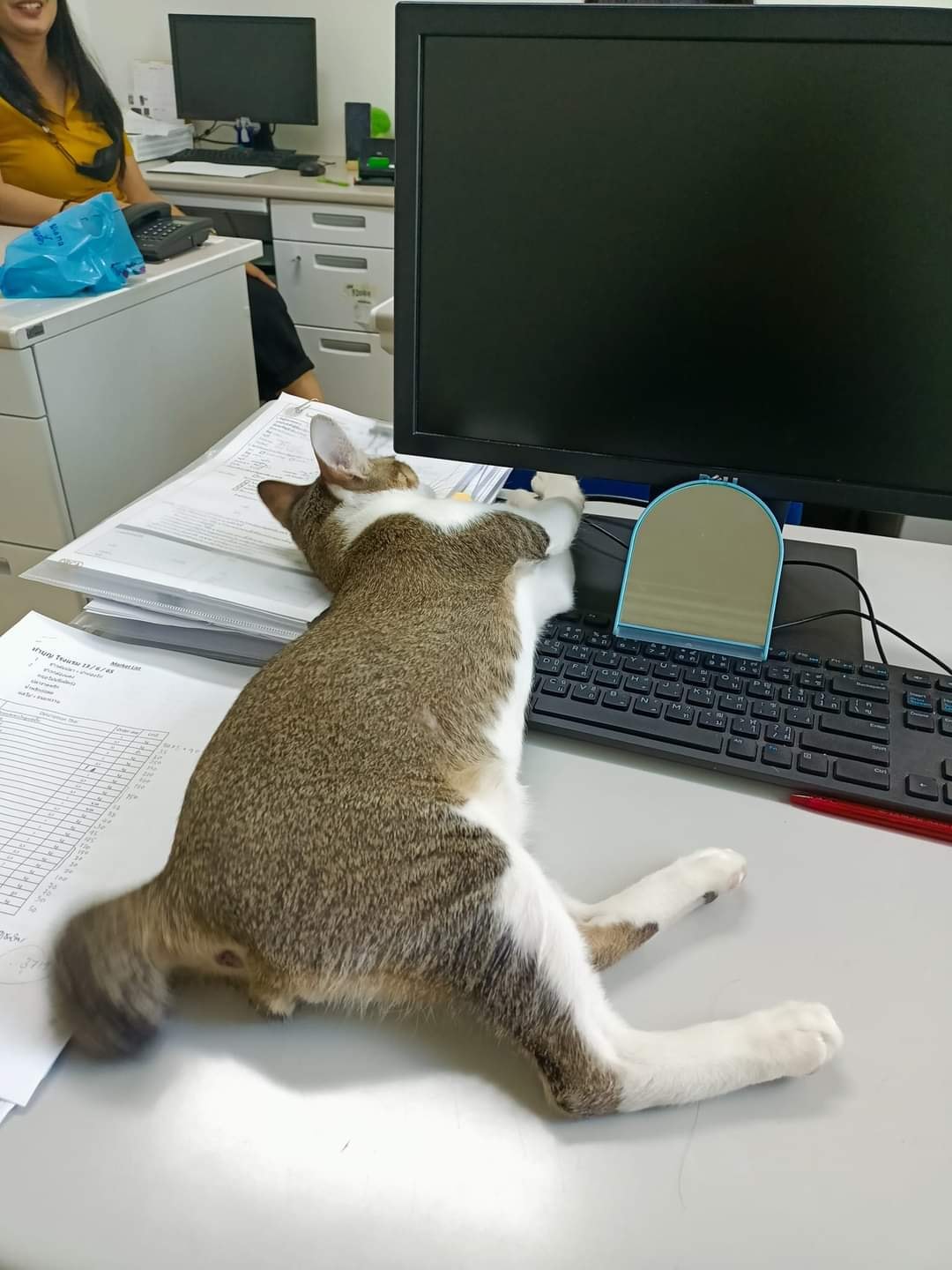 ออฟฟิศแมว